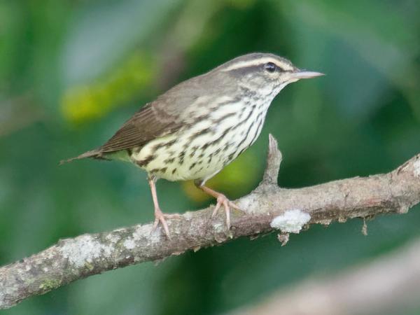 <h3><a href="/trips/costa-rica/biota/animalia/chordata/aves/040 passeriformes/122 parulidae/parkesia noveboracensis/parkesia noveboracensis-nl.html">Parkesia&nbsp;noveboracensis</a> / Northern&nbsp;waterthrush / Noordse&nbsp;waterlijster</h3>OM-1 Mark II met M.300mm F4.0 + MC-14, 1/800 sec  bij F5.6, ISO 10000, afstand 13.3&nbsp;m